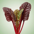 Chard (Firebird) Seeds