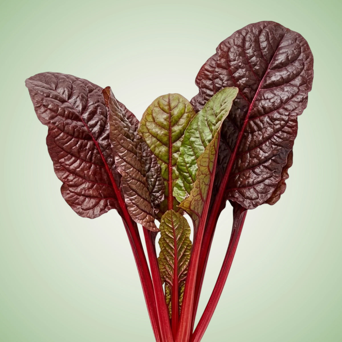 Chard (Firebird) Seeds