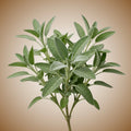 Sage (Common) Seeds