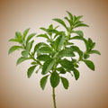Stevia Seeds