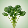 Tatsoi Seeds