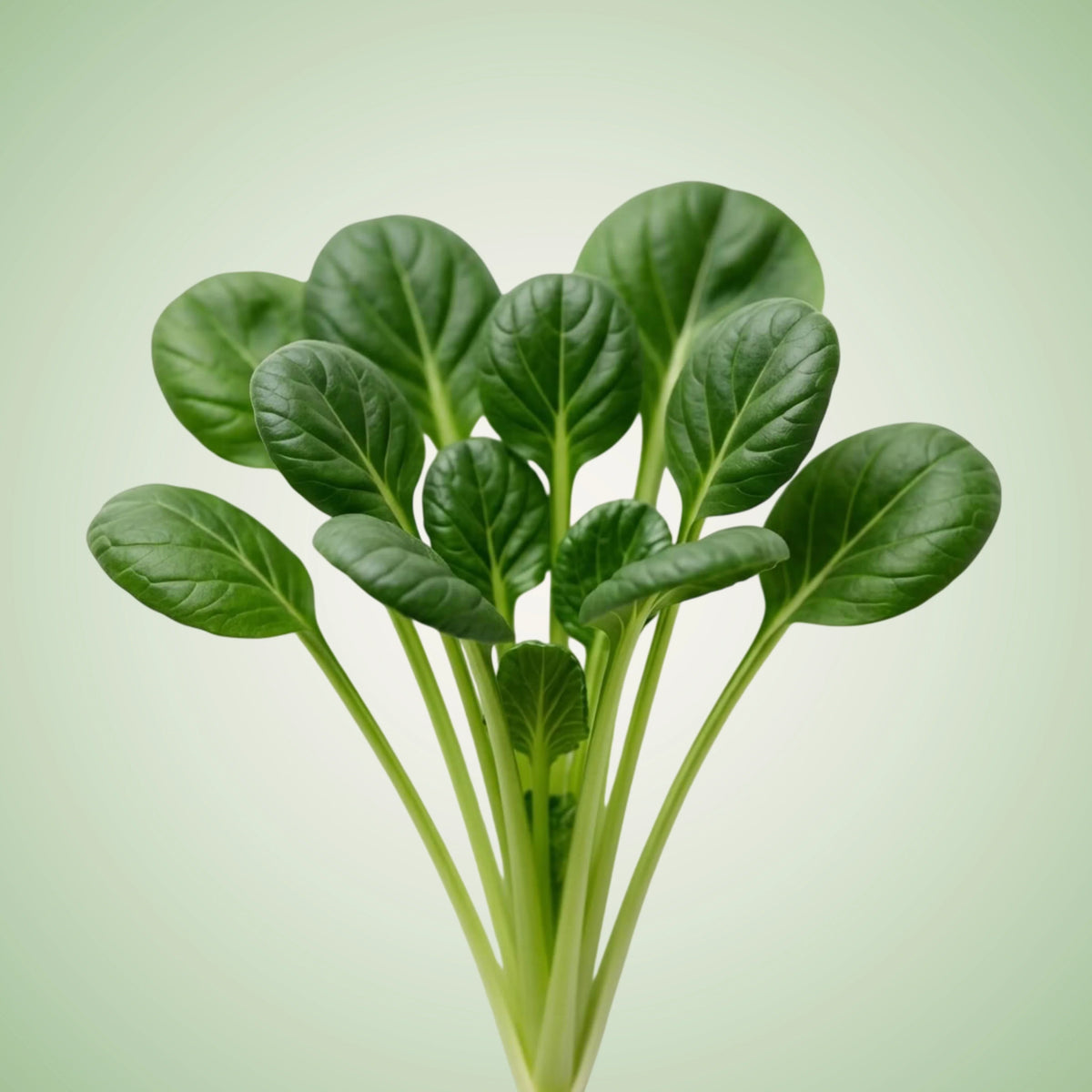 Tatsoi Seeds