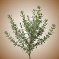 Thyme (Summer) Seeds