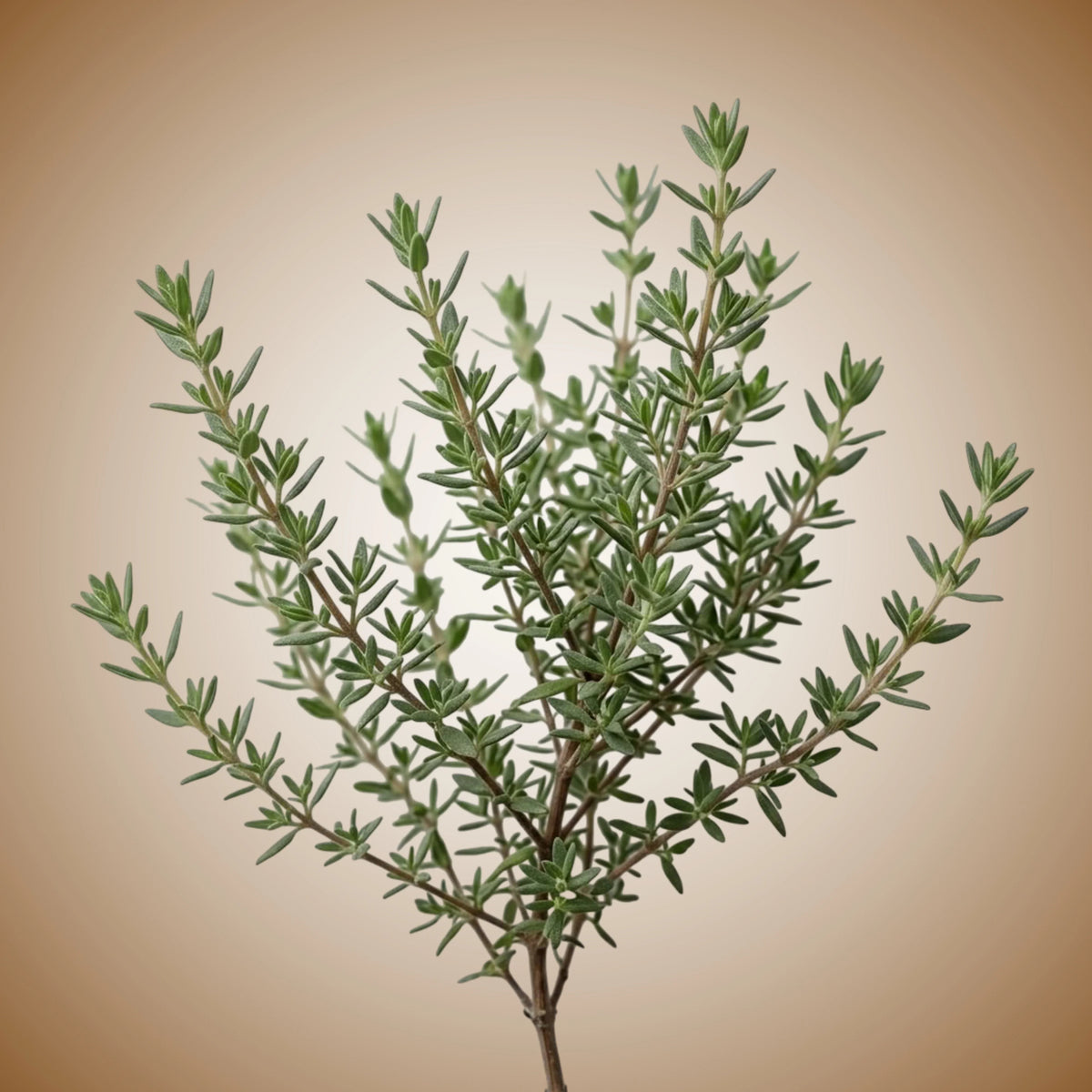 Thyme (Summer) Seeds